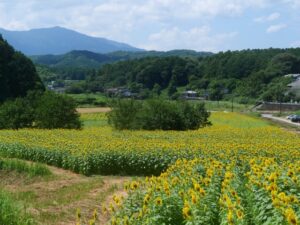 嘉麻市内のひまわり畑