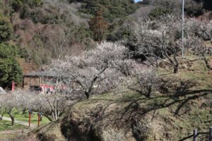 嘉麻市内の梅林公園