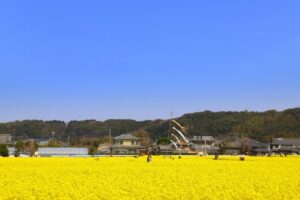 古賀市、菜の花公園の風景