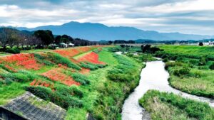 犬鳴川河川公園のヒガンバナ