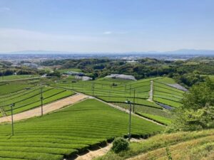 八女市、茶畑から見た風景
